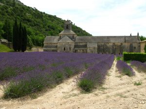 Lavendel, Gordes, Provence